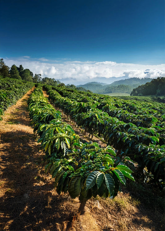 Coffeeplants