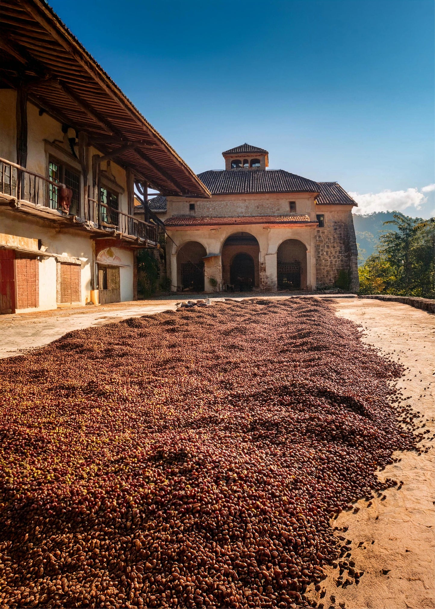 Coffeebeans drying