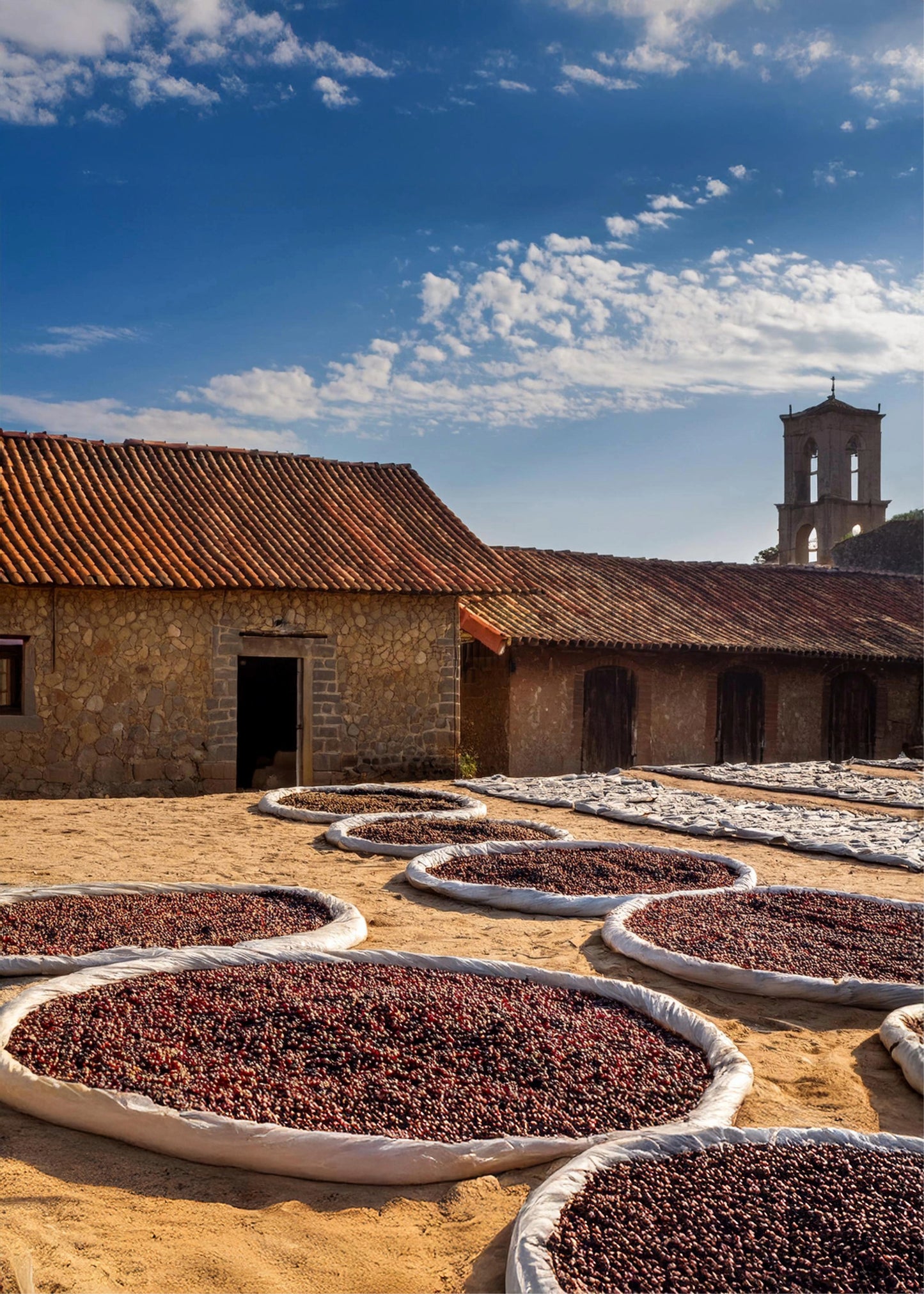 Coffeebeans drying1